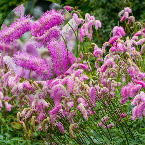 Sanguisorba 'Pink Brushes' - Punanupp 'Pink Brushes' P9/0,55L